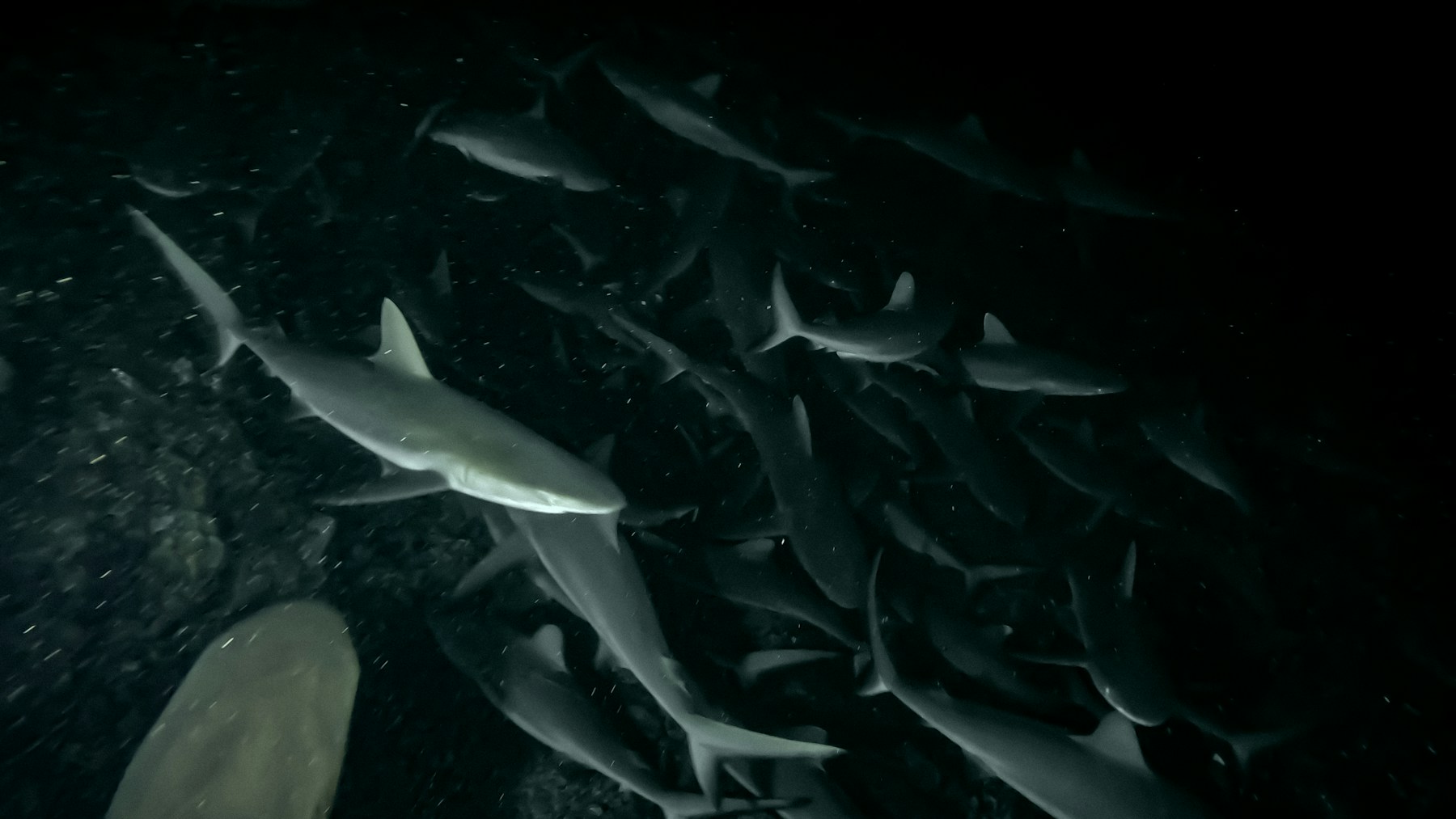 Grey reef sharks swimming together at Fakarava