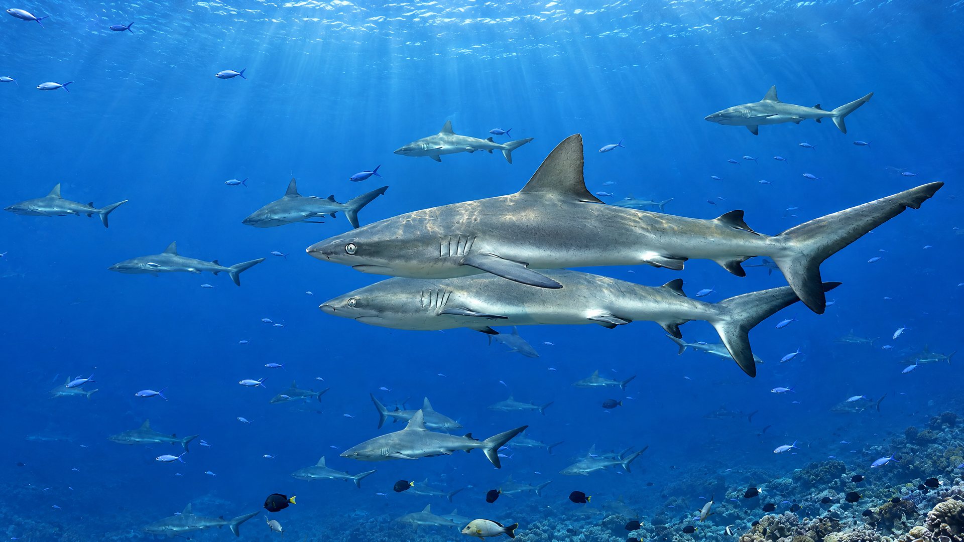 The wall of sharks