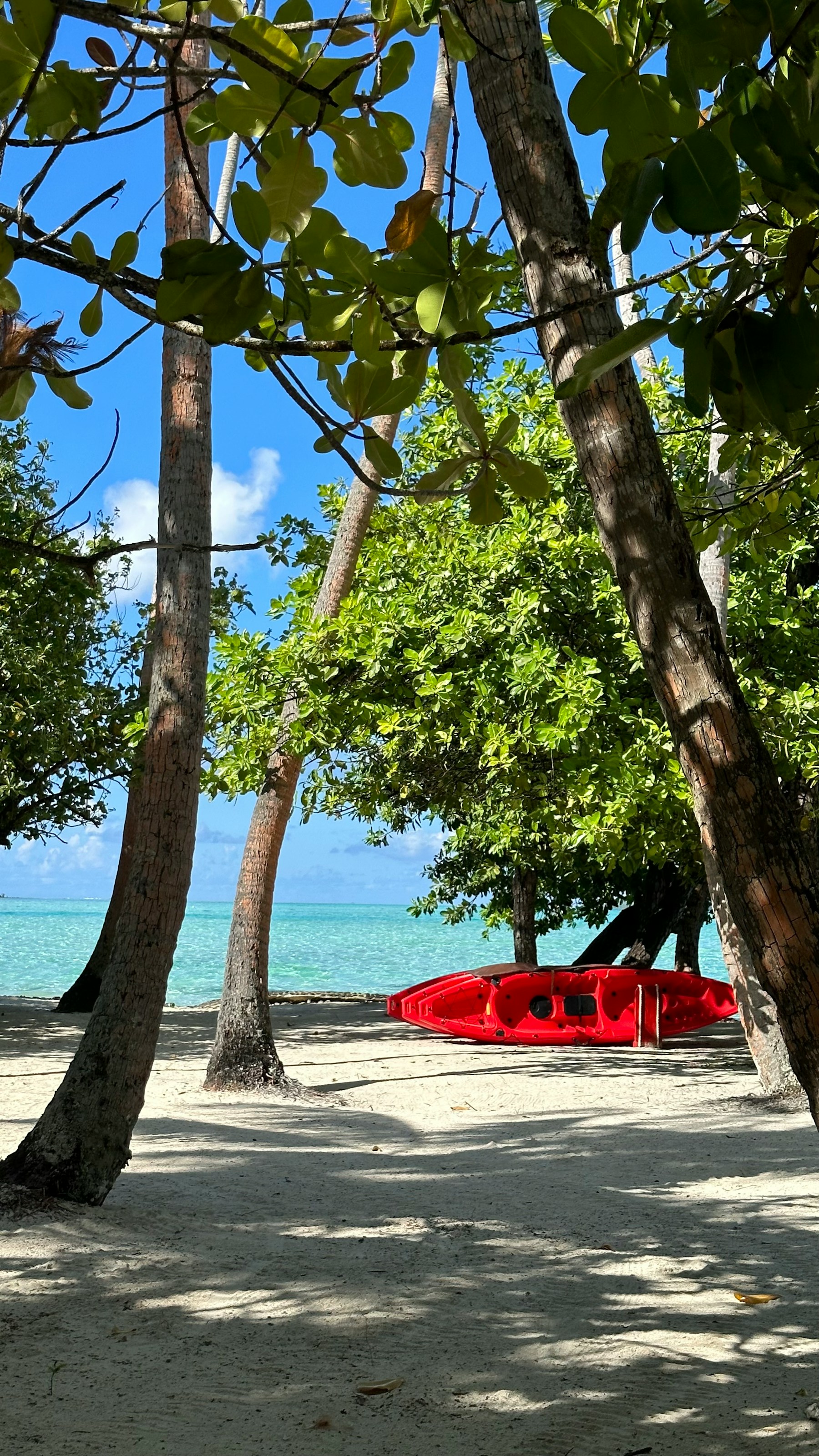 A red outrigger resting beside a tree-lined Tahitian shore